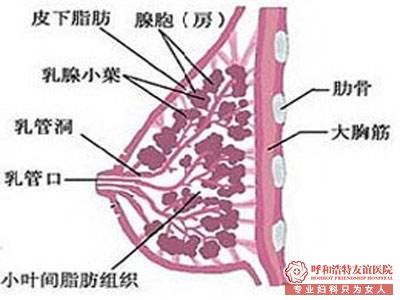 乳腺增生的治療
