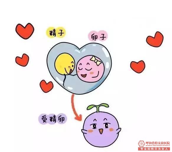 卵泡監測的作用